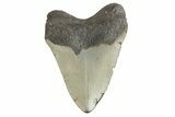 Serrated, Fossil Megalodon Tooth - North Carolina #190763-1